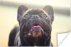 MuchoWow® Poster Französische Bulldogge - Schwarz - Sonne Produktbild-Vorschau 1
