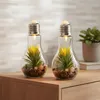 2er Set LED Glühbirne Sukkulenten H19cm Grün Deko Lampe Produktbild-Vorschau 3