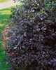 Sambucus nigra, Schwarzer Holunder, 40–60 cm Produktbild-Vorschau 8