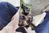 MuchoWow® Handyhülle Schutzhülle Hülle für iPhone 12 Pro Produktbild-Vorschau 3