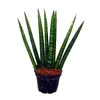 Sansevieria cylindrica - Inteligentná sada 3 kusov v 9 cm Náhľad obrázku produktu 4
