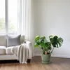 Monstera Deliciosa w koszu Palmleaf - roslina doniczkowa Podgląd zdjęcia produktu 2