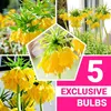 Bulbi di Kaiserkrone (Fritillaria Imperialis) gialla, Anteprima dell’immagine prodotto 1