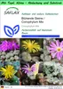 SAFLAX Garden to go - Blühende Steine / Conophytum Mix - Produktbild-Vorschau 1