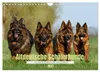 Altdeutsche Schäferhunde - Traumhafte Schäferhunde Produktbild-Vorschau 1