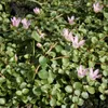 Bloomique - Anagallis Tenella - Zarte Gauchheil - Produktbild-Vorschau 2