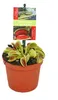 Venusfliegenfalle - Dionaea muscipula - 9cm Topf Produktbild-Vorschau 1