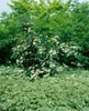 Cornus kousa 'Wieting's Select', Japanischer Produktbild-Vorschau 11