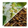 Herbs from Poland Schwarzpappelknospen – Natürlich Produktbild-Vorschau 2