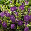 Plants by Frank | 12 Purpur Immergrün Pflanzen | Vinca Produktbild-Vorschau 3