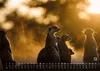 Erdmännchen - Kleine Wächter, große Abenteuer! - 2027 - Produktbild-Vorschau 14