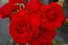 Kletterrose Amadeus® - Rosa Amadeus ® - blutrot - Duft+ - Produktbild-Vorschau 1