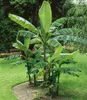 BALDUR Garten 2er Winterharte-Bananen-Kollektion, Pflanzen Produktbild-Vorschau 2
