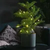 Araukaria wyniosła - Araucaria heterophylla - Wysokość Podgląd zdjęcia produktu 5