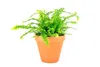 Gardners Nephrolepis exaltata, priemer 12-14 cm Náhľad obrázku produktu 1