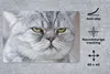 MuchoWow® Schreibtischunterlage Tier - Katze - Grau 60x40 Produktbild-Vorschau 2