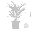 Bloomique - Chamaerops Humilis - Europäische Zwergpalme - Produktbild-Vorschau 3