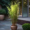 A potted bamboo plant sits on a paved patio next to a modern building. Produktbild-Vorschau