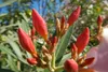 SAFLAX - Garden in the Bag - Oleander - 50 Samen - Mit Produktbild-Vorschau 5