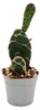 Cactus cobra - Opuntia reticulata « Cobra » - un cactus Voir les images du produit 1