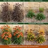 Stauden Gänge 1 x Echinacea purpurea 'Lakota Orange' - Produktbild-Vorschau 6
