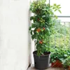 Prosperplast Tomatoes 29.5x29.5x 23.6-115.2 Cm Blumentopf Produktbild-Vorschau 42