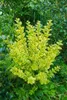 A close-up shot of a variegated plant with green and yellow leaves, surrounded by other greenery. Produktbild-Vorschau