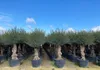 A row of potted olive trees under a blue sky. Voir les images du produit
