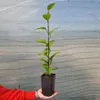 Cytryniec chiński Sadova No1 2L Podgląd zdjęcia produktu 8