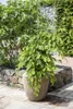 Fagus sylvatica, Rotbuche, 125–150 cm Produktbild-Vorschau 10