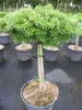 Abies koreana Doni Tajuso - Zwerg-Koreatanne - Hochstamm - Produktbild-Vorschau 3