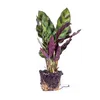 Calathea Lancifolia – Pfauenpflanze – Terrarienpflanze Produktbild-Vorschau 2