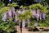 Blauregen ´HONBENII´ 70-80 cm, Cont. 2 l, Pflanze mit Produktbild-Vorschau 5