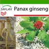 SAFLAX - Pravý korejský ženšen - Panax ginseng - 10 Semena Náhled obrázku produktu 10
