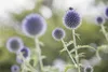 Echinops ritro, Kugeldistel, stahlblau, ca. 9x9 cm Topf Produktbild-Vorschau 9