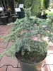Cedrus atlantica Saphire Nymph - Atlas-Zeder Saphire Nymph Produktbild-Vorschau 1