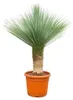 Palmlilie Yucca Rostrata - 55cm Topf - ca. 150-170 cm hoch Produktbild-Vorschau 1