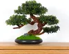 Pokojová dekorativní bonsai - crassula, výška 37 cm  Náhled obrázku produktu 1