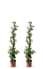 Two potted climbing plants with white flowers and green leaves are shown against a white background. Voir les images du produit