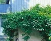 Actinidia kolomikta, Kiwi, dekoratives Laub, 60–100 cm Produktbild-Vorschau 6