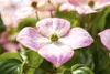 Cornus kousa 'Satomi', Japanischer Blumen-Hartriegel, rosa Produktbild-Vorschau 2
