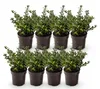 Green boutiQ - 8x Ilex crenata Stokes - Japanische Produktbild-Vorschau 2