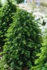Taxus baccata 'Höpken's Gigant', Eibe, 40–50 cm Produktbild-Vorschau 1