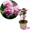 Paeonia lactiflora 'Sarah Bernhardt' - Pivonka - výška 40 Náhľad obrázku produktu 1