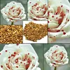 100 stück Schöne Weiße Tropfen Blut Rosen Samen Haus Garten Produktbild-Vorschau 2