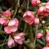 2 x  Zierquitte  - Chaenomeles superba 'Pink Lady'  | 30-40 Produktbild-Vorschau 2