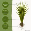 Samenshop24® Repräsentationsrasen 1kg für 50m² Produktbild-Vorschau 2