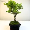 Bonsai Ostrokrzew karbowany - Ilex w doniczce 15 cm Podgląd zdjęcia produktu 5