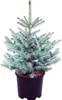 Stech-Fichte ´BLUE DIAMOND®´ 20-30 cm, Cont. 2,5 l Produktbild-Vorschau 1