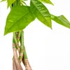 Bloomique - Zestaw 2 szt. - Pachira Aquatica - Drzewko Podgląd zdjęcia produktu 3